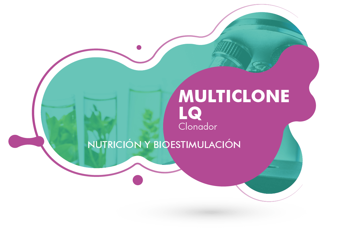 Multiclone LQ