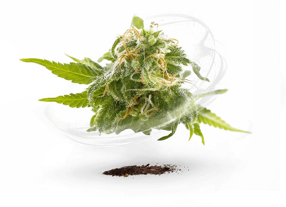 Biotecnología de vanguardia aplicada al cultivo del Cannabis medicinal