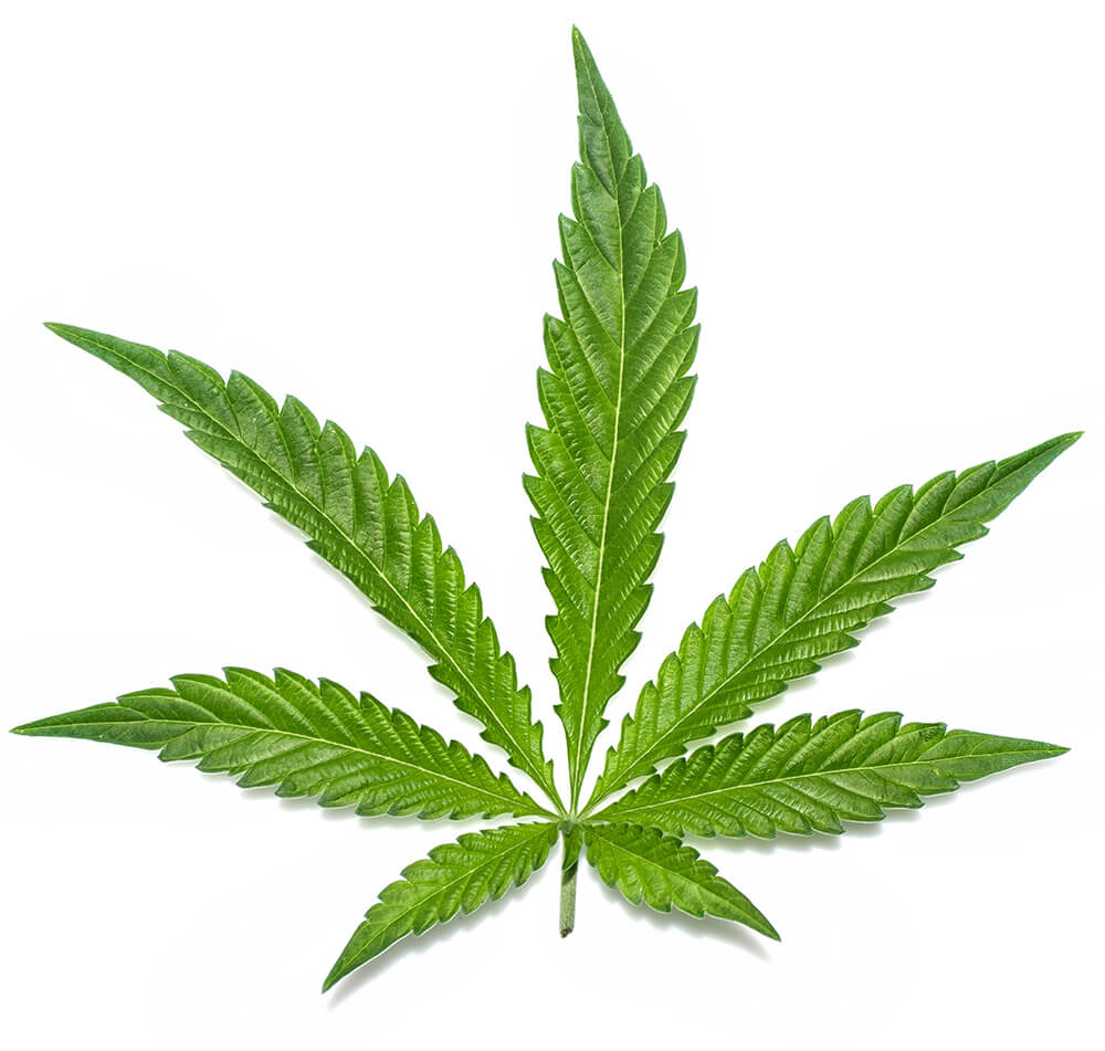 <h2><em>Cannabis sativa</em> L.</h2>
